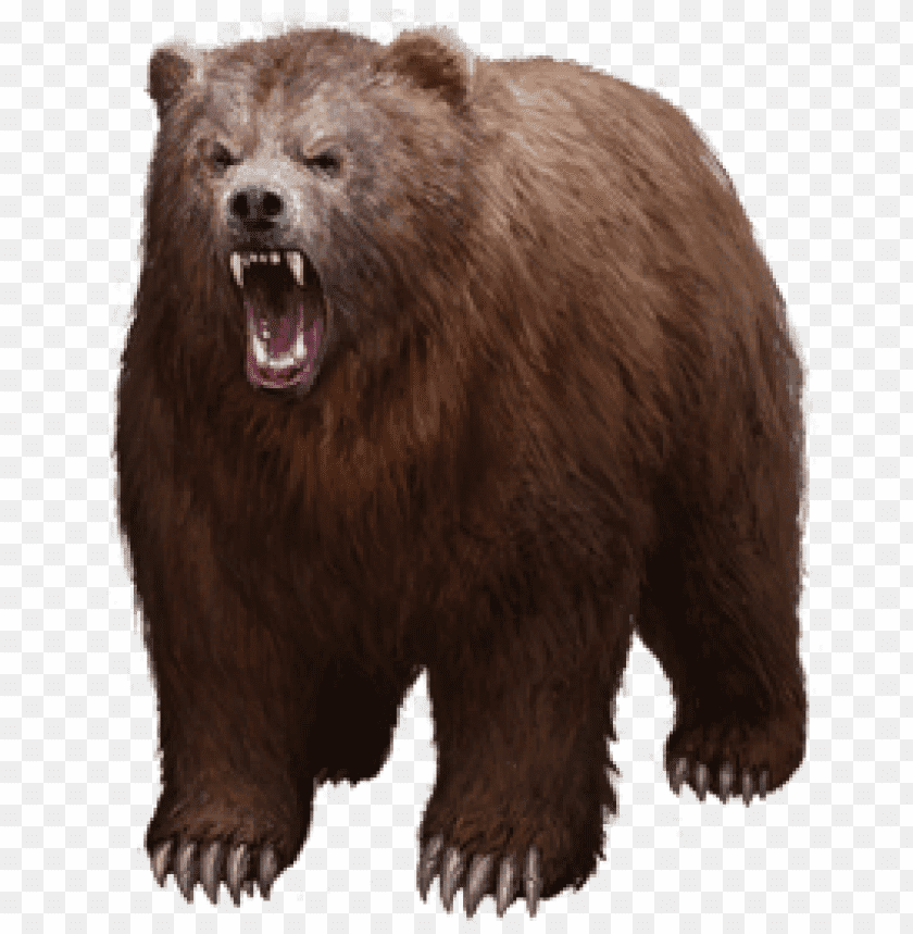 bear png images background - Image ID 343