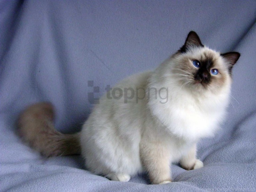 beautiful cat fluffy photoshoot wallpaper background best stock photos - Image ID 147623