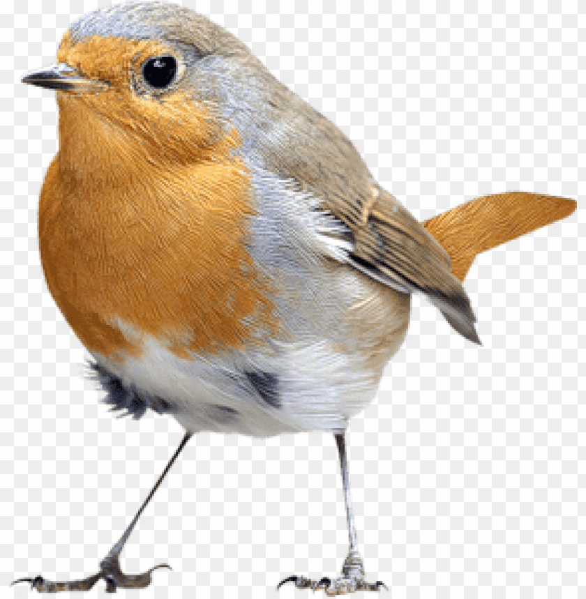 birds png images background - Image ID 456