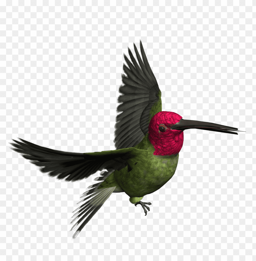 birds png images background - Image ID 459