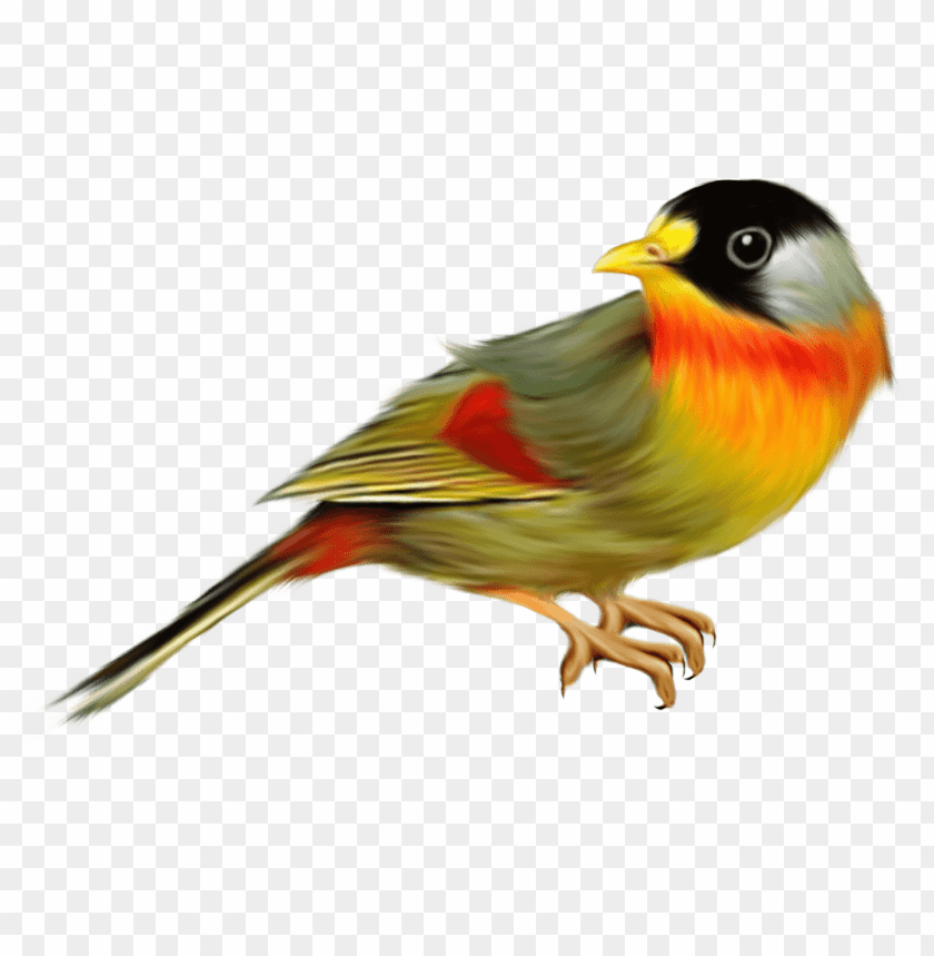 birds png images background - Image ID 485