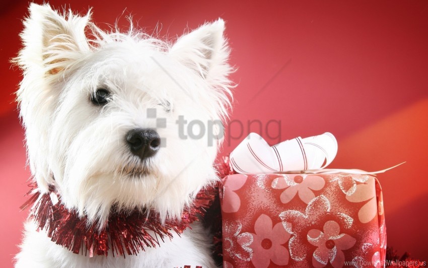 box dog muzzle wallpaper background best stock photos - Image ID 160871