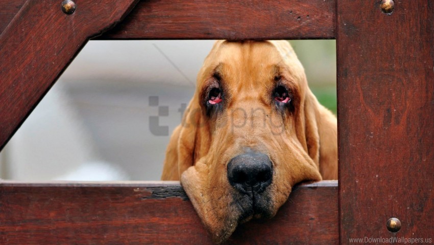 dogs face fence wooden wallpaper background best stock photos - Image ID 160266
