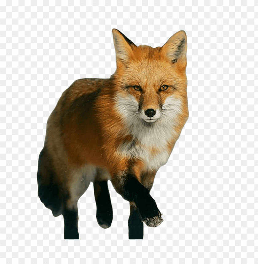 fox png images background - Image ID 304