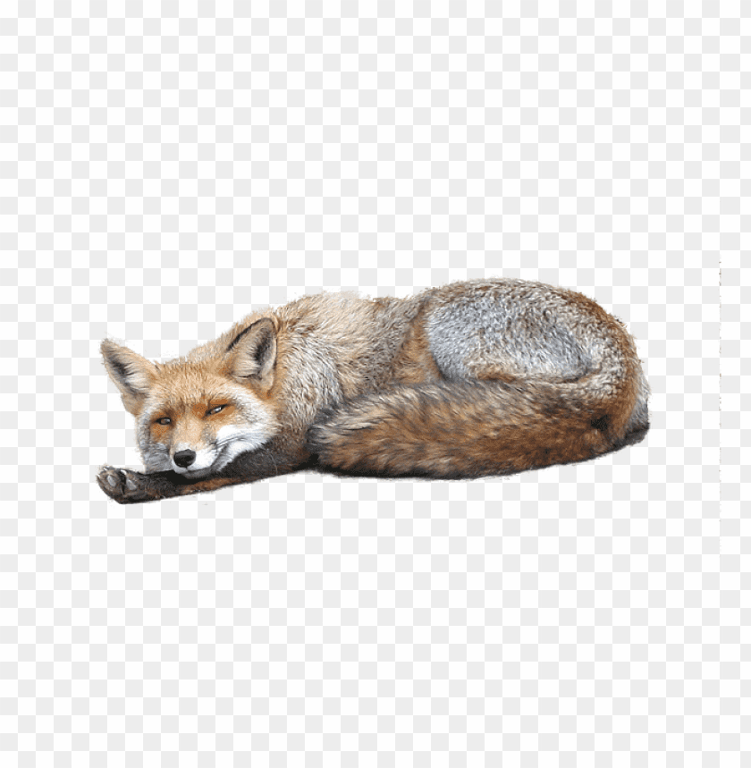 fox png images background - Image ID 305