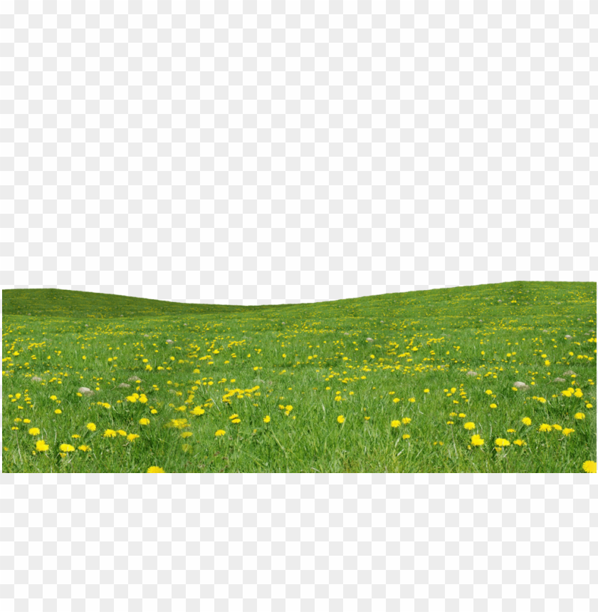 PNG image of grass download png with a clear background - Image ID 8420