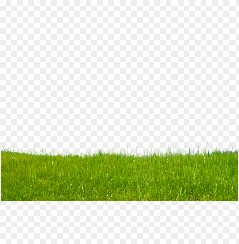 PNG image of grass free download png with a clear background - Image ID 8421