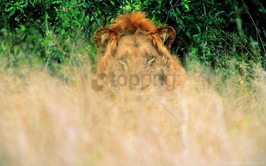 grass lion waiting wallpaper background best stock photos - Image ID 160757