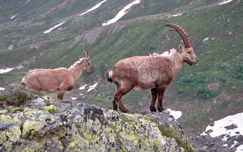 horns mountain goat rock wallpaper background best stock photos - Image ID 160902